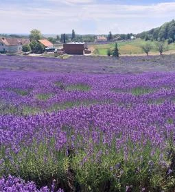 Pannonhalmi Főapátság Arborétuma és Gyógynövénykertje