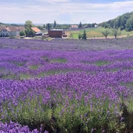 Pannonhalmi Főapátság Arborétuma és Gyógynövénykertje Pannonhalma - Külső kép