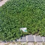 Pannonhalmi Főapátság Arborétuma és Gyógynövénykertje Pannonhalma - Külső kép