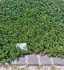 Pannonhalmi Főapátság Arborétuma és Gyógynövénykertje