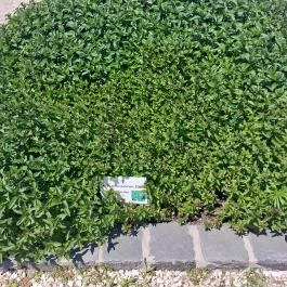 Pannonhalmi Főapátság Arborétuma és Gyógynövénykertje Pannonhalma - Külső kép