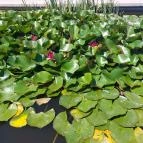 Pannonhalmi Főapátság Arborétuma és Gyógynövénykertje Pannonhalma - Külső kép