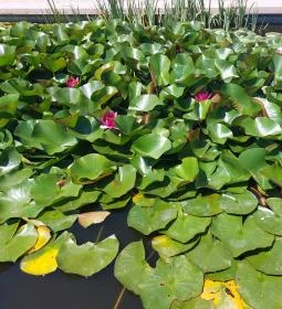 Pannonhalmi Főapátság Arborétuma és Gyógynövénykertje