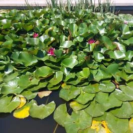 Pannonhalmi Főapátság Arborétuma és Gyógynövénykertje Pannonhalma - Külső kép