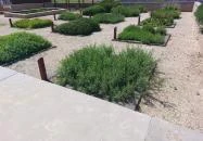 Pannonhalmi Főapátság Arborétuma és Gyógynövénykertje Pannonhalma