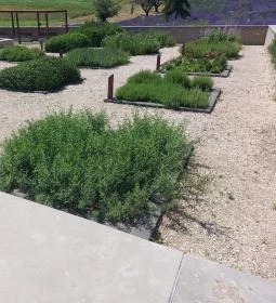 Pannonhalmi Főapátság Arborétuma és Gyógynövénykertje