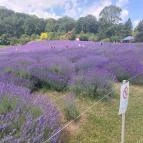 Pannonhalmi Levendulanapok Pannonhalma - Egyéb