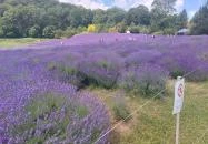 Pannonhalmi Levendulanapok Pannonhalma Pannonhalmi Levendulanapok Pannonhalma