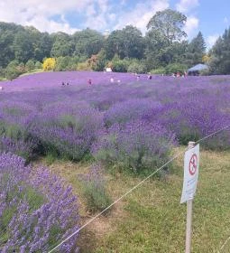 Pannonhalmi Levendulanapok