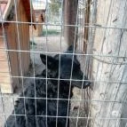 Salföldi Major Salföld - 