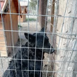 Salföldi Major, Salföld - 