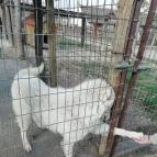 Salföldi Major Salföld - 