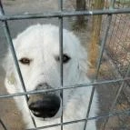 Salföldi Major Salföld - 