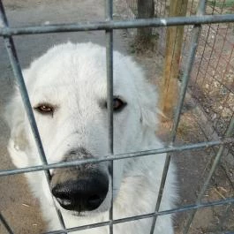 Salföldi Major, Salföld - 