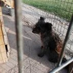 Salföldi Major Salföld - 