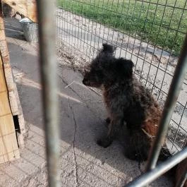 Salföldi Major, Salföld - 