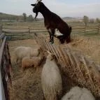 Salföldi Major Salföld - 