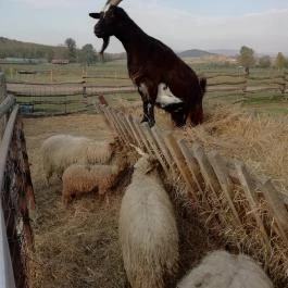 Salföldi Major, Salföld - 