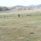 Salföldi Major Salföld - 