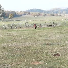 Salföldi Major, Salföld - 