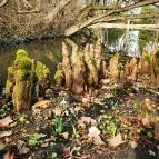 Vácrátóti Arborétum Vácrátót - Egyéb