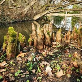 Vácrátóti Arborétum , Vácrátót - Egyéb