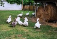 Erdősmecskei Vendégházak Erdősmecske