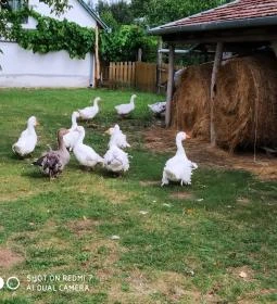 Erdősmecskei Vendégházak