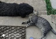 Erdősmecskei Vendégházak Erdősmecske