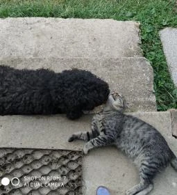 Erdősmecskei Vendégházak