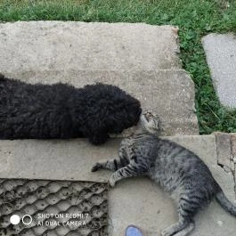 Erdősmecskei Vendégházak, Erdősmecske - Egyéb