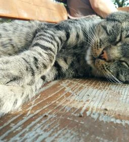 Erdősmecskei Vendégházak