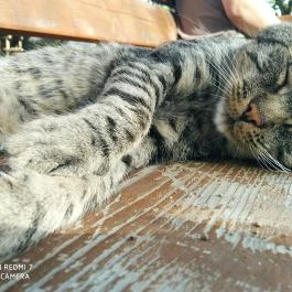 Erdősmecskei Vendégházak, Erdősmecske - Egyéb