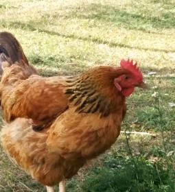 Erdősmecskei Vendégházak