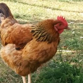 Erdősmecskei Vendégházak, Erdősmecske - Egyéb