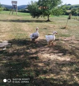 Erdősmecskei Vendégházak