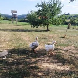 Erdősmecskei Vendégházak, Erdősmecske - Egyéb