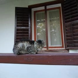 Zengőlak Vendégház , Hosszúhetény - Egyéb