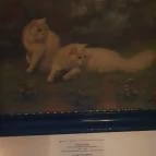 Cat Museum Budapest Budapest - Egyéb