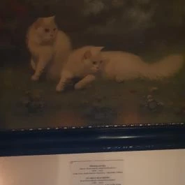 Cat Museum Budapest Budapest - Egyéb