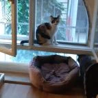 Cat Museum Budapest Budapest - Egyéb