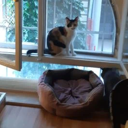 Cat Museum Budapest Budapest - Egyéb