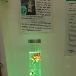 Cat Museum Budapest Budapest - Egyéb