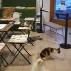 Cat Museum Budapest Budapest - Egyéb