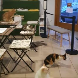 Cat Museum Budapest Budapest - Egyéb