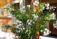 Páratlan Apartmanház Szilvásvárad