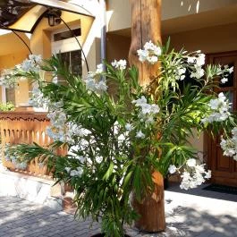 Páratlan Apartmanház, Szilvásvárad - Környék