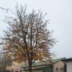 442 Pizza-Strand-Bisztró Kisvárda - Egyéb