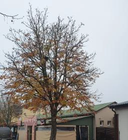 442 Pizza-Strand-Bisztró