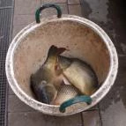 Akasztói Horgászpark & Halascsárda Akasztó - Étel/ital